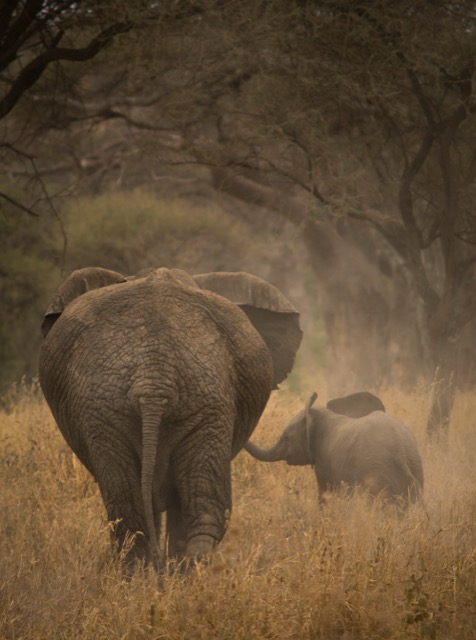 Elephants in the dust, Serengeti 2023