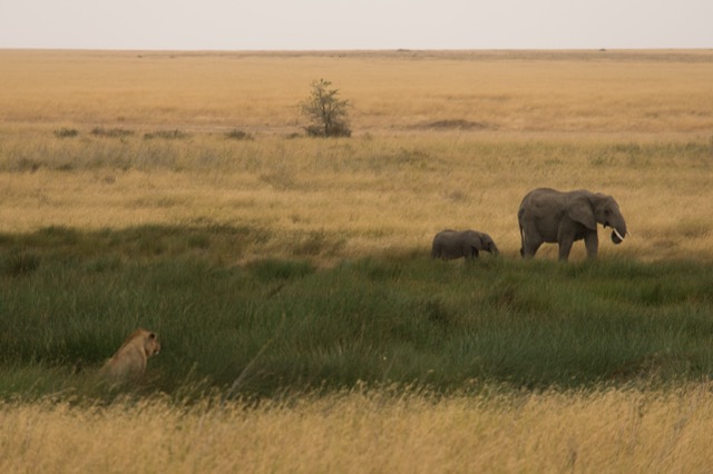 Elephants and lion, Serengeti 2023