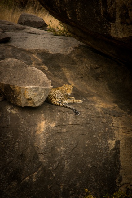 Leopard, Serengeti 2023