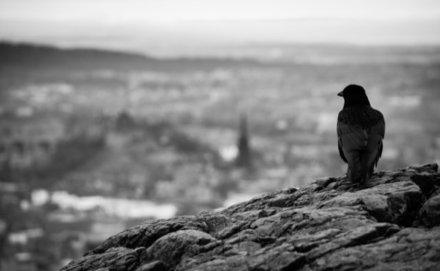 Crow over Edinburgh