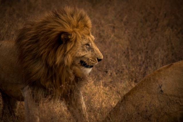 Lion, Serengeti 2023