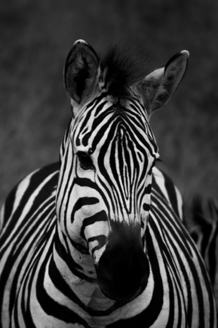 Zebra portrait, Serengeti 2023