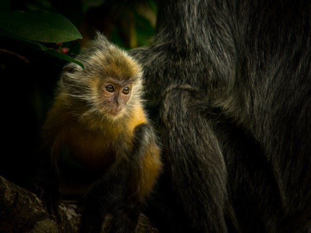 Silver leaf monkey, Borneo