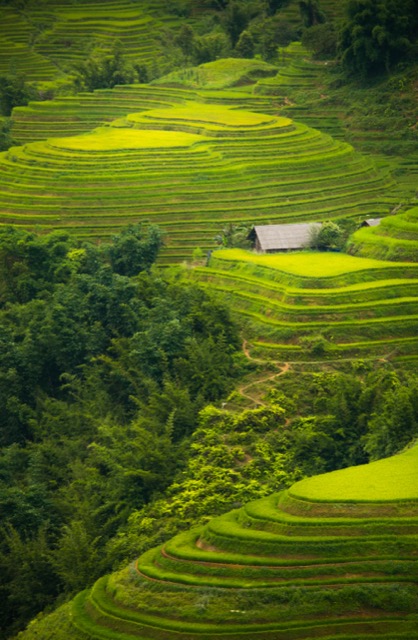 Rice terraces, Vietnam