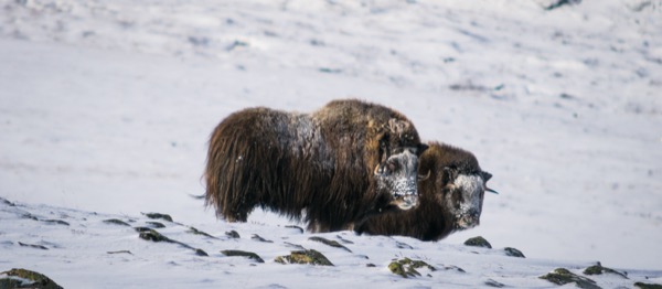 Dovre