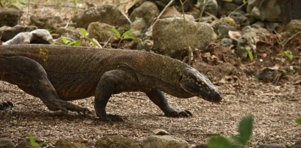 Komodo
