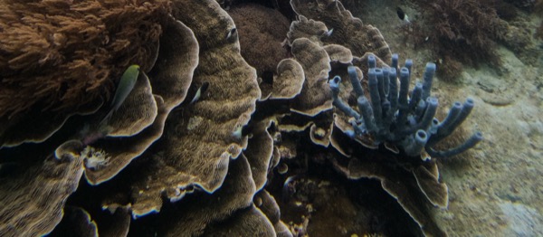 Mnemba Atoll