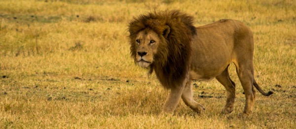 Ngorongoro