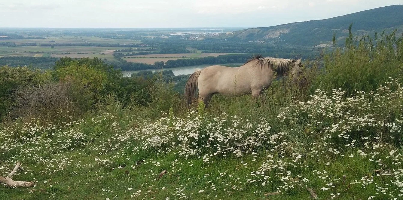 Nature Conservation, Austria 2016